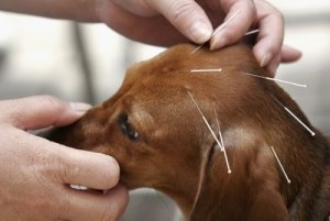 dog-acupuncture_1